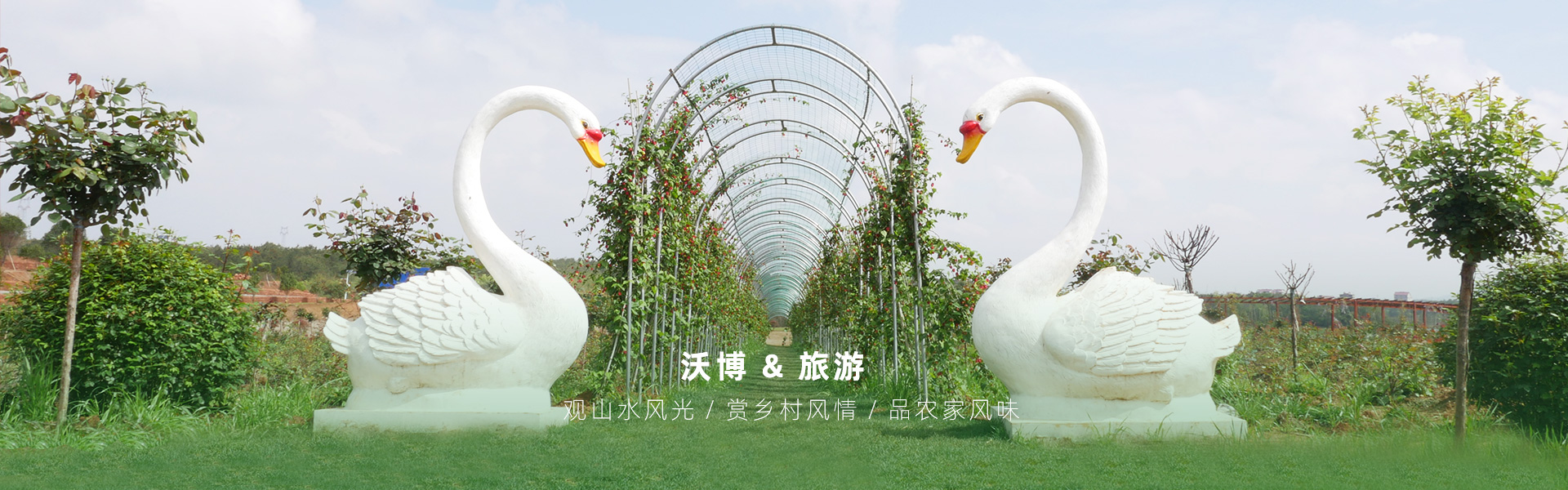 鮮果采摘都有江西沃博吳茱萸、江西沃博花海、江西沃博蔓荊子、江西沃博金銀花等品種，同時(shí)也是一家江西婚紗攝影旅拍基地和江西花海打卡基地，可以提供紫薇花花海造型服務(wù)，花花世界看沃博花海，相信我們這里不會(huì)讓大家失望的