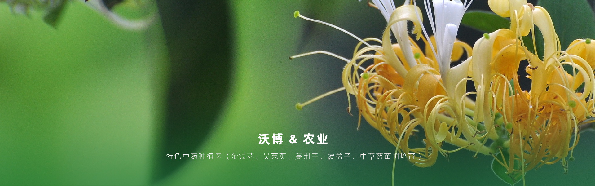 主要提供農(nóng)業(yè)親子樂(lè)園旅游、江西中藥種植、江西樂(lè)平鮮果采摘體驗(yàn)、江西夏令營(yíng)研學(xué)、江西戶(hù)外拓展、江西旅游打卡、江西水上樂(lè)園游艇、江西沃博VR科技科普等服務(wù)項(xiàng)目。